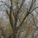 IMG_3635
