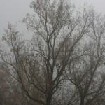 IMG_3704