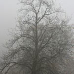 IMG_3705