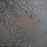 IMG_3730