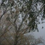 IMG_3732