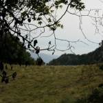 BMG_ (068)