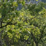 BMG_ (077)