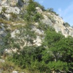 IMG_1515
