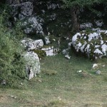 IMG_1357