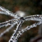 IMG_4478