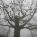 IMG_4479