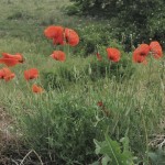 IMG_2180