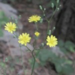 IMG_2190