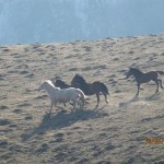 IMG_2320