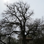 IMG_0022