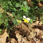 IMG_0042-001