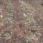 SAM_0246