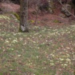 SAM_0249