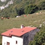 vitelle al pascolo