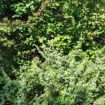 cespuglio della biodiversità