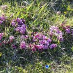 balsamo